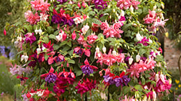 Jumbo American Double Trailing Fuchsias