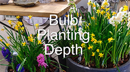 Bulb Planting Depths